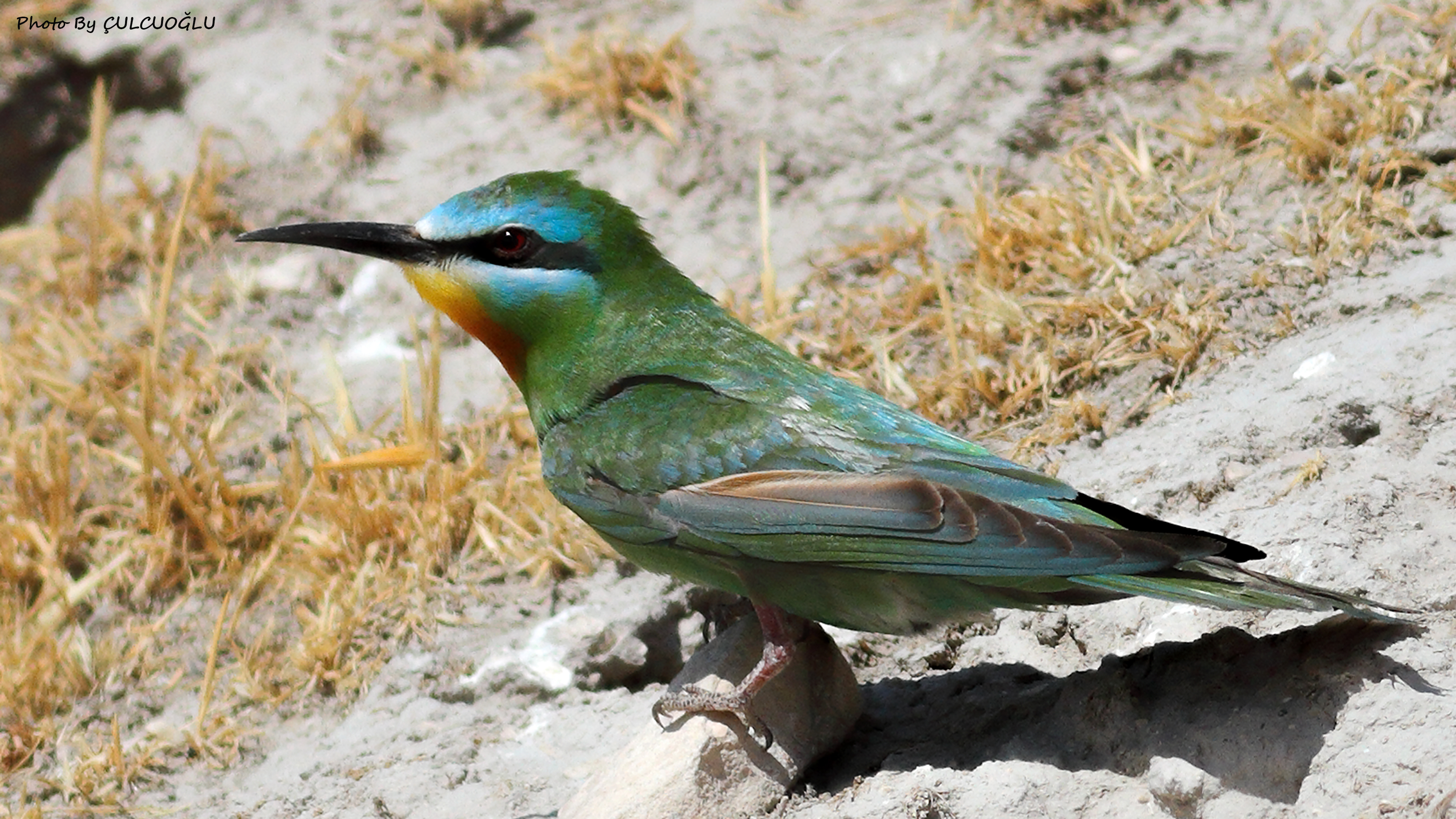 Blue-cheeked Bee-eater